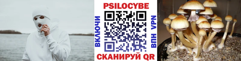 купить  цена  Советск  Псилоцибиновые грибы мицелий 
